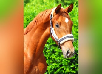 Hanoverian, Stallion, 1 year, 16,3 hh, Chestnut-Red