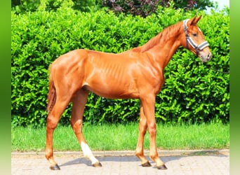 Hanoverian, Stallion, 1 year, 16,3 hh, Chestnut-Red