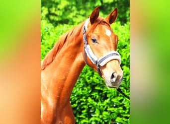 Hanoverian, Stallion, 1 year, 16,3 hh, Chestnut-Red