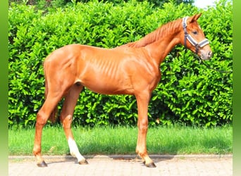 Hanoverian, Stallion, 1 year, 16,3 hh, Chestnut-Red