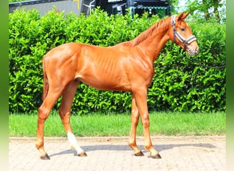 Hanoverian, Stallion, 1 year, 16,3 hh, Chestnut-Red