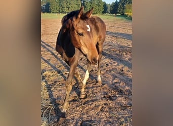 Hanoverian, Stallion, 1 year, 16.3 hh, Smoky-Black