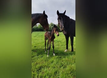 Hanoverian, Stallion, 1 year, 16 hh, Bay-Dark