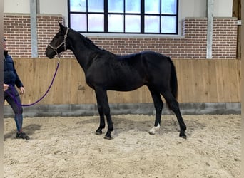 Hanoverian, Stallion, 1 year, 16 hh, Black