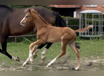 Hanoverian, Stallion, 1 year, 16 hh, Chestnut-Red