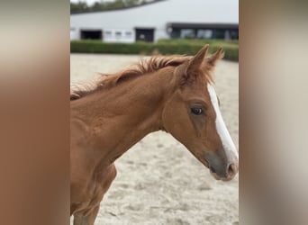 Hanoverian, Stallion, 1 year, 16 hh, Chestnut-Red