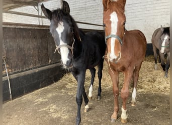 Hanoverian, Stallion, 1 year, 16 hh, Smoky-Black