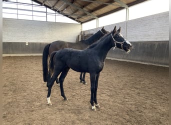 Hanoverian, Stallion, 1 year, 16 hh, Smoky-Black