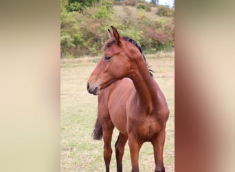 Hanoverian, Stallion, 1 year, 16,1 hh, Brown