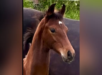 Hanoverian, Stallion, 1 year, 16,1 hh, Brown