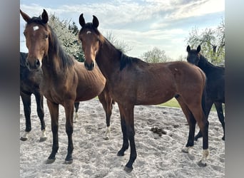 Hanoverian, Stallion, 1 year, 16,1 hh, Brown