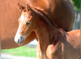 Hanoverian, Stallion, 1 year, 16,1 hh, Chestnut