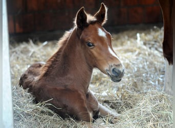 Hanoverian, Stallion, 1 year, 16,1 hh, Chestnut