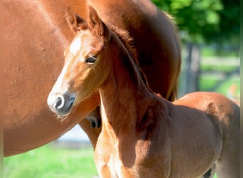 Hanoverian, Stallion, 1 year, 16,1 hh, Chestnut
