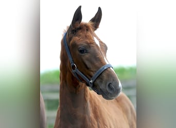 Hanoverian, Stallion, 1 year, 16,1 hh, Chestnut