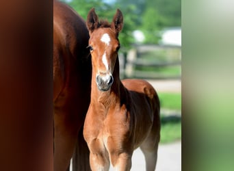 Hanoverian, Stallion, 1 year, 16,1 hh, Chestnut