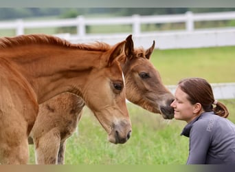 Hanoverian, Stallion, 1 year, 16,1 hh, Chestnut-Red