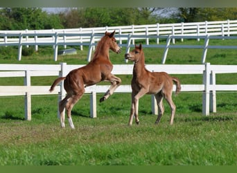 Hanoverian, Stallion, 1 year, 16,1 hh, Chestnut-Red