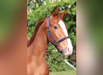 Hanoverian, Stallion, 1 year, 16,1 hh, Chestnut-Red