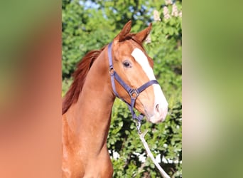 Hanoverian, Stallion, 1 year, 16,1 hh, Chestnut-Red