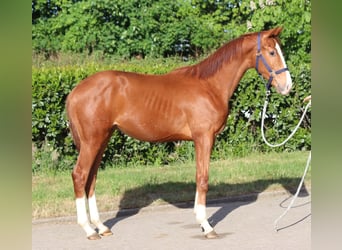 Hanoverian, Stallion, 1 year, 16,1 hh, Chestnut-Red