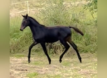 Hanoverian, Stallion, 1 year, 16,1 hh, Smoky-Black