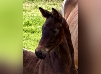 Hanoverian, Stallion, 1 year, 16,1 hh, Smoky-Black