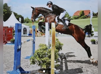 Hanoverian, Stallion, 1 year, 16,2 hh, Bay-Dark