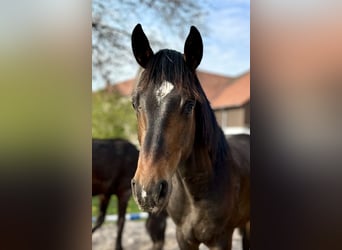 Hanoverian, Stallion, 1 year, 16,2 hh, Bay-Dark