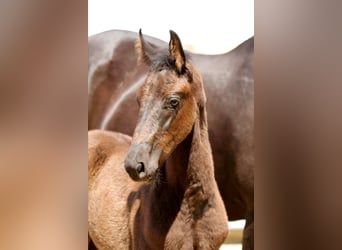 Hanoverian, Stallion, 1 year, 16,2 hh, Black
