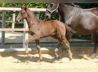Hanoverian, Stallion, 1 year, 16,2 hh, Black