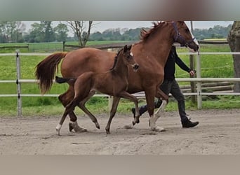 Hanoverian, Stallion, 1 year, 16,2 hh, Brown
