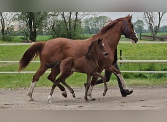 Hanoverian, Stallion, 1 year, 16,2 hh, Brown