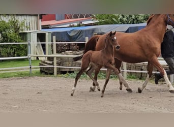 Hanoverian, Stallion, 1 year, 16,2 hh, Brown