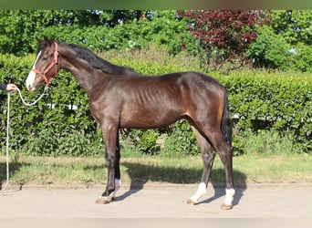 Hanoverian, Stallion, 1 year, 16,2 hh, Brown