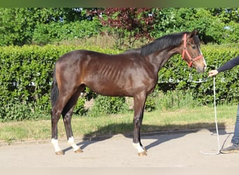 Hanoverian, Stallion, 1 year, 16,2 hh, Brown
