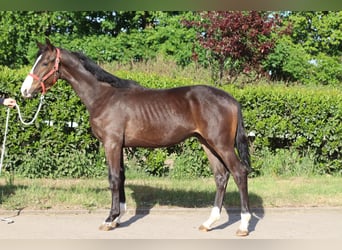 Hanoverian, Stallion, 1 year, 16,2 hh, Brown
