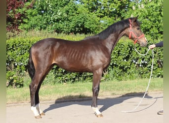 Hanoverian, Stallion, 1 year, 16,2 hh, Brown
