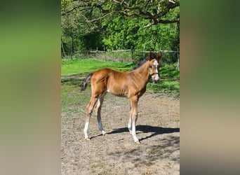 Hanoverian, Stallion, 1 year, 16,2 hh, Brown