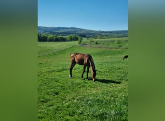 Hanoverian, Stallion, 1 year, 16,2 hh, Brown