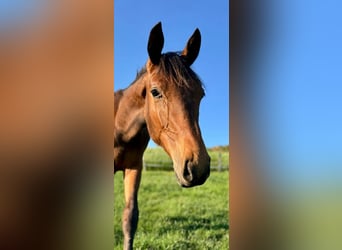 Hanoverian, Stallion, 1 year, 16,2 hh, Brown
