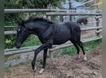 Hanoverian, Stallion, 1 year, 16,3 hh, Black