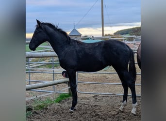 Hanoverian, Stallion, 1 year, 16,3 hh, Black