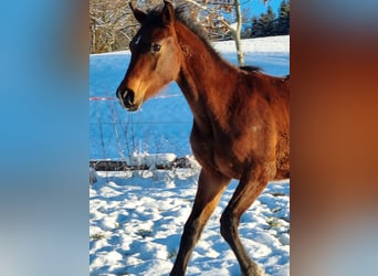 Hanoverian, Stallion, 1 year, 17.1 hh, Smoky-Black