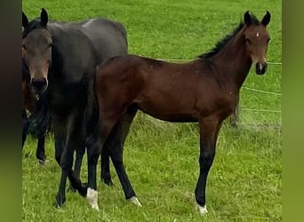 Hanoverian, Stallion, 1 year, 17.1 hh, Smoky-Black