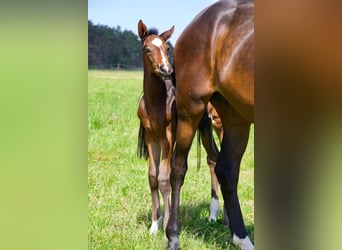 Hanoverian, Stallion, 1 year, 17 hh, Bay-Dark