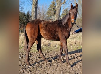 Hanoverian, Stallion, 1 year, 17 hh, Bay-Dark