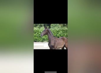 Hanoverian, Stallion, 1 year, 17 hh, Black