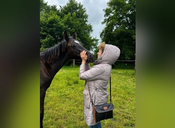 Hanoverian, Stallion, 1 year, 17 hh, Black