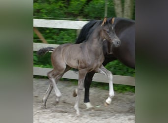 Hanoverian, Stallion, 1 year, 17 hh, Black